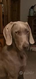 Cucciolo maschio braco weimaraner di 8 mesi