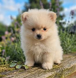 Spitz cuccioli
