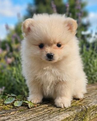 Spitz cuccioli