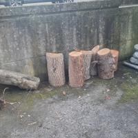 tronchi di legno