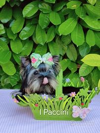 Mini Toy Mini Yorkshire Terrier