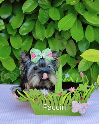 Mini Toy Mini Yorkshire Terrier