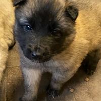 Cuccioli pastore belga Tervueren