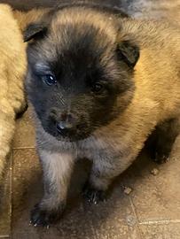 Cuccioli pastore belga Tervueren