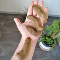 Veronicella sloanei/ "lumache pancake"