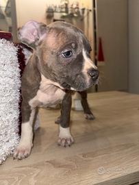 Blue Amstaff cucciolo