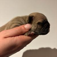 Bulldog francese