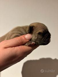 Bulldog francese
