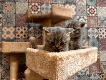 Scottish Straight ultimi 2