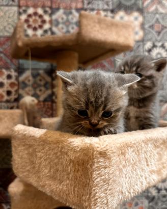 Scottish Straight ultimi 2