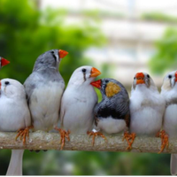 Diamantini mandarino allevati con cura