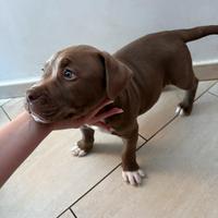 American pitbull terrier