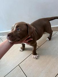 American pitbull terrier