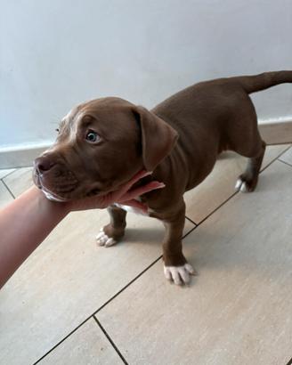 American pitbull terrier