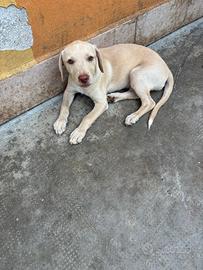 Cucciola simil Labrador