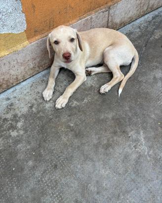 Cucciola simil Labrador