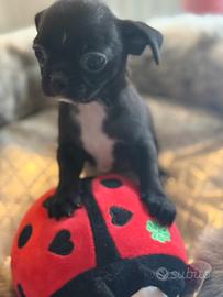 Chihuahua