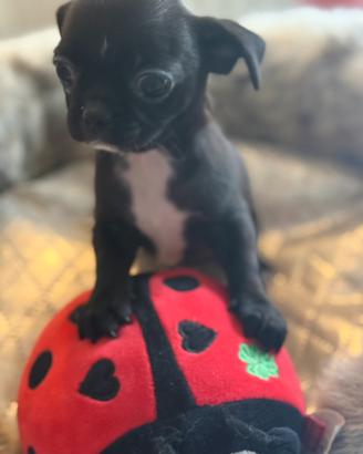 Chihuahua