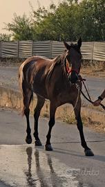 Cavallo Trottatore