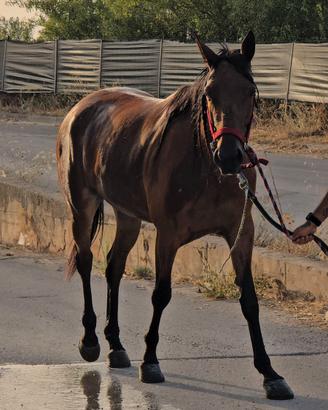 Cavallo Trottatore