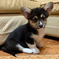 Cuccioli di welsh corgi pembroke