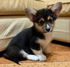 Cuccioli di welsh corgi pembroke