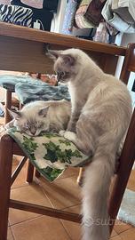 Cuccioli Ragdoll occhi azzurri disponibili