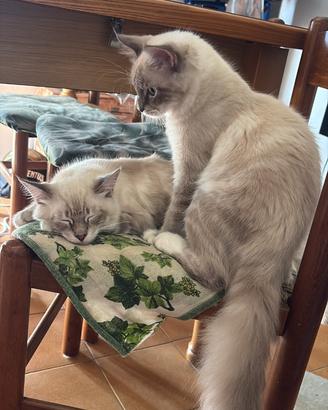 Cuccioli Ragdoll occhi azzurri disponibili