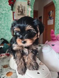 Yorkshire terrier cuccioli razza pura standart