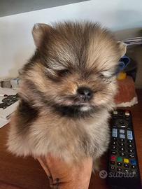 spitz tedesco nano ovvero volpino di pomerania 