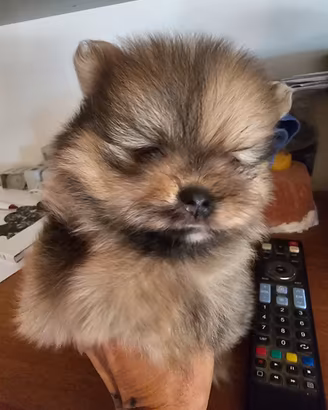 spitz tedesco nano ovvero volpino di pomerania 