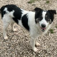 Aurelio 1 anno taglia media