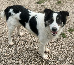 Aurelio 1 anno taglia media