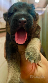 Cuccioli di pastore tedesco