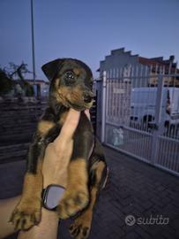 Dobermann