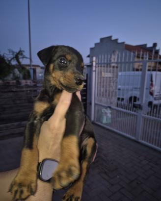 Dobermann
