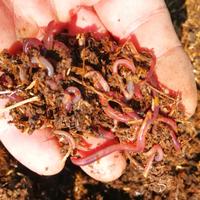 Lombrichi rossi 50pz 