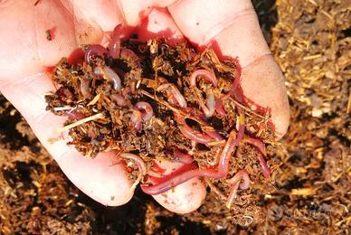 Lombrichi rossi 50pz 
