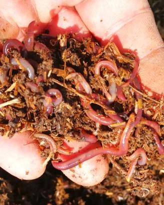 Lombrichi rossi 50pz 