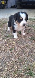Cuccioli border collie