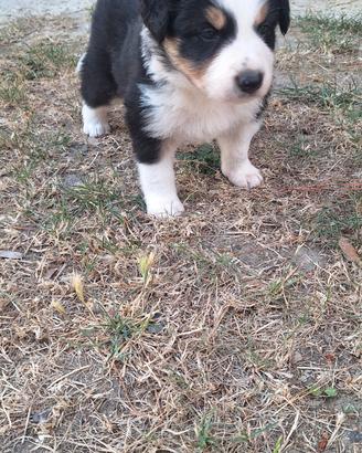 Cuccioli border collie