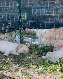 cuccioli Golden retriever crema
