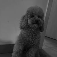 ? Maschio Barboncino Toy albicocca (linea campion