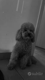 ? Maschio Barboncino Toy albicocca (linea campion