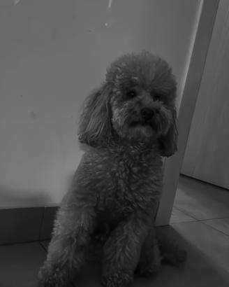 ? Maschio Barboncino Toy albicocca (linea campion