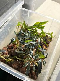 Bucephalandra Kedagang emersa