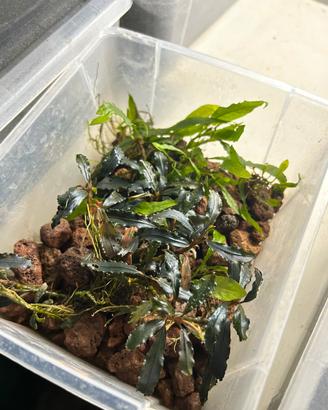 Bucephalandra Kedagang emersa