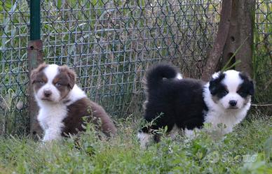 Cuccioli di Pastore Australiano