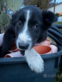 Cani cuccioli Border collie
