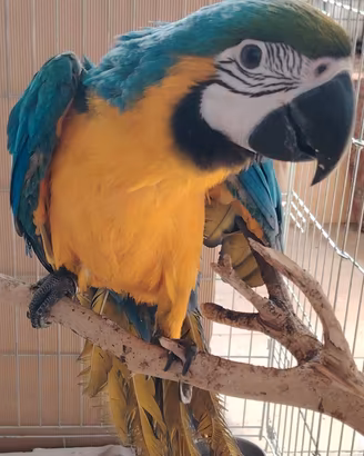 Ara Ararauna 